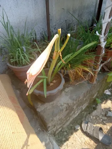 Barbados Lily