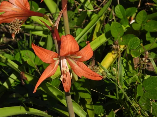 Striped Barbados Lily — photo by William R S Maciel