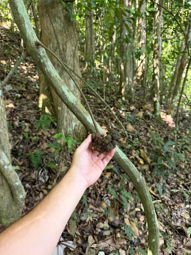 Medicine Vine — photo by Steve Maldonado Silvestrini