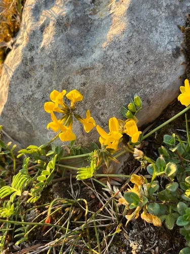 Horseshoe Vetch — photo by evhardy