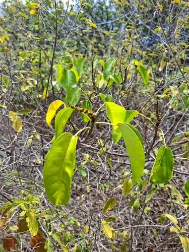 Manchineel — photo by Alexandre MATHIEU