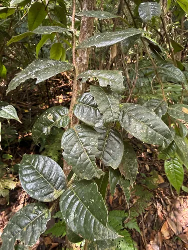 Teta De Burra Cinarron
