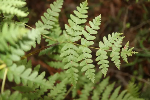 Batwing Fern