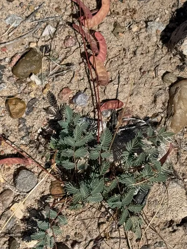 Sicklepod Holdback