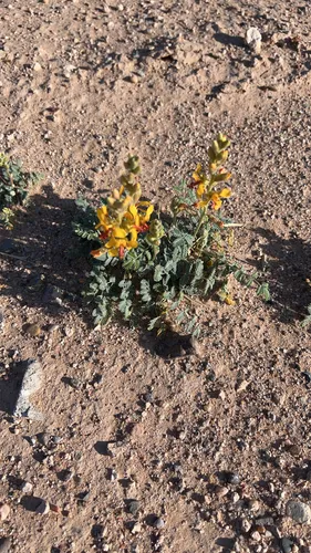 Indian Rushpea