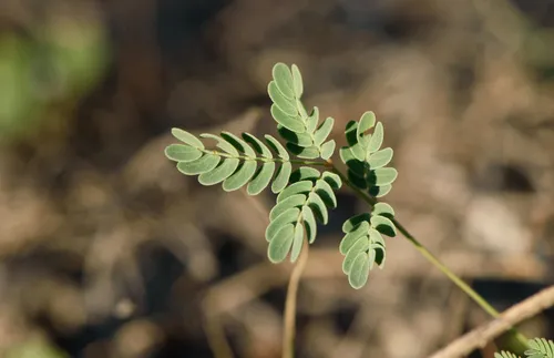 Slender Rushpea