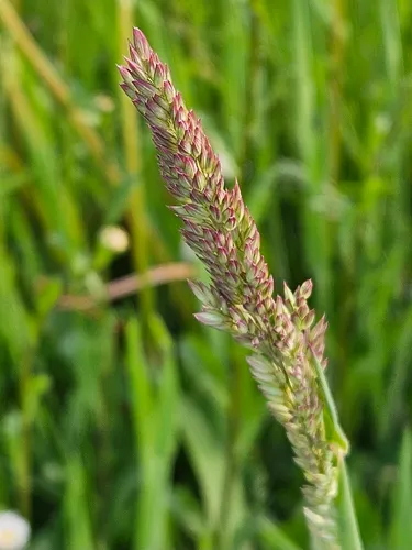 Creeping Velvetgrass