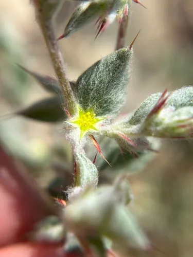 False Spikeflower — photo by Alex Heyman