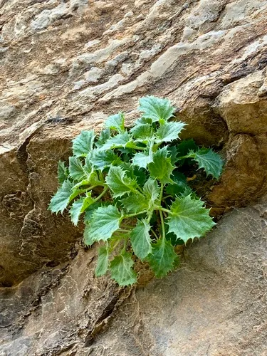 Rocklady — photo by Kristi Lazar
