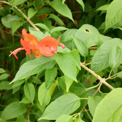 Chinese Hatplant — photo by Jesus Rodriguez