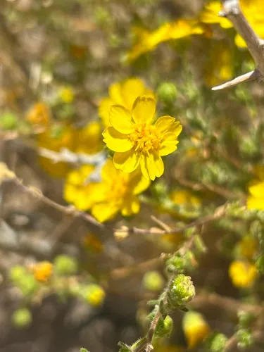 Heermann's Tarweed