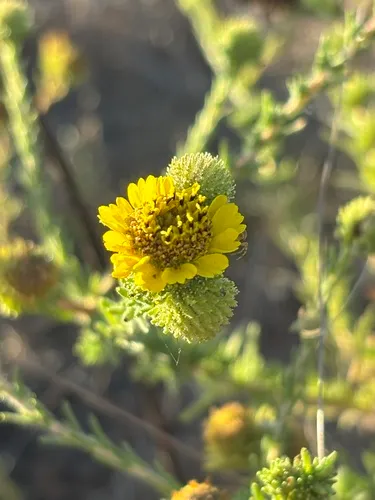 Santa Cruz Tarplant