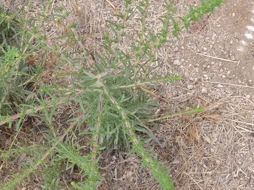 Yellowflower Tarweed