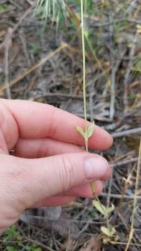 Jagged Chickweed — photo by Елена Миськова