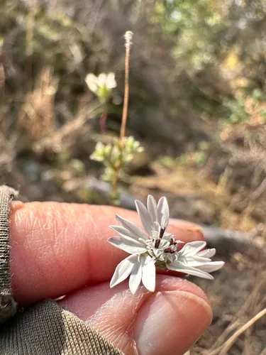Whitecrown — photo by Leah Gardner