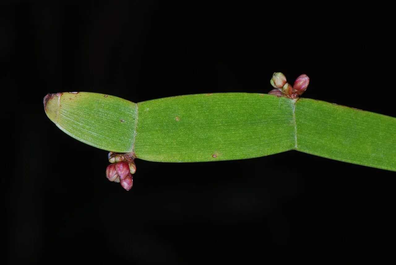 Ribbonbush — photo by Peter Halasz