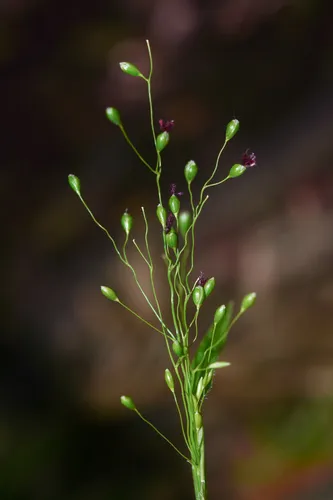 Sticky Panicgrass — photo by Ary Mailhos