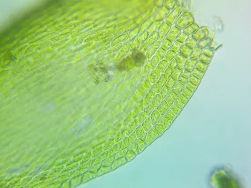 Homomallium Moss