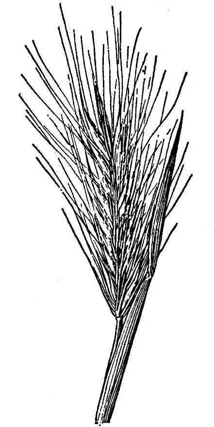 Arizona Barley