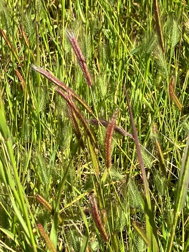 Meadow Barley