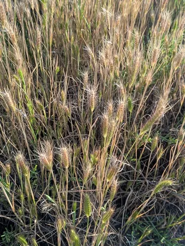 Dwarf Barley
