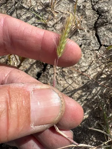 Bobtail Barley — photo by jrebman