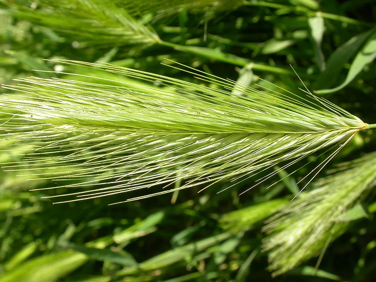 Hare Barley (subsp. leporinum) — photo by Matt Lavin from Bozeman, Montana, USA