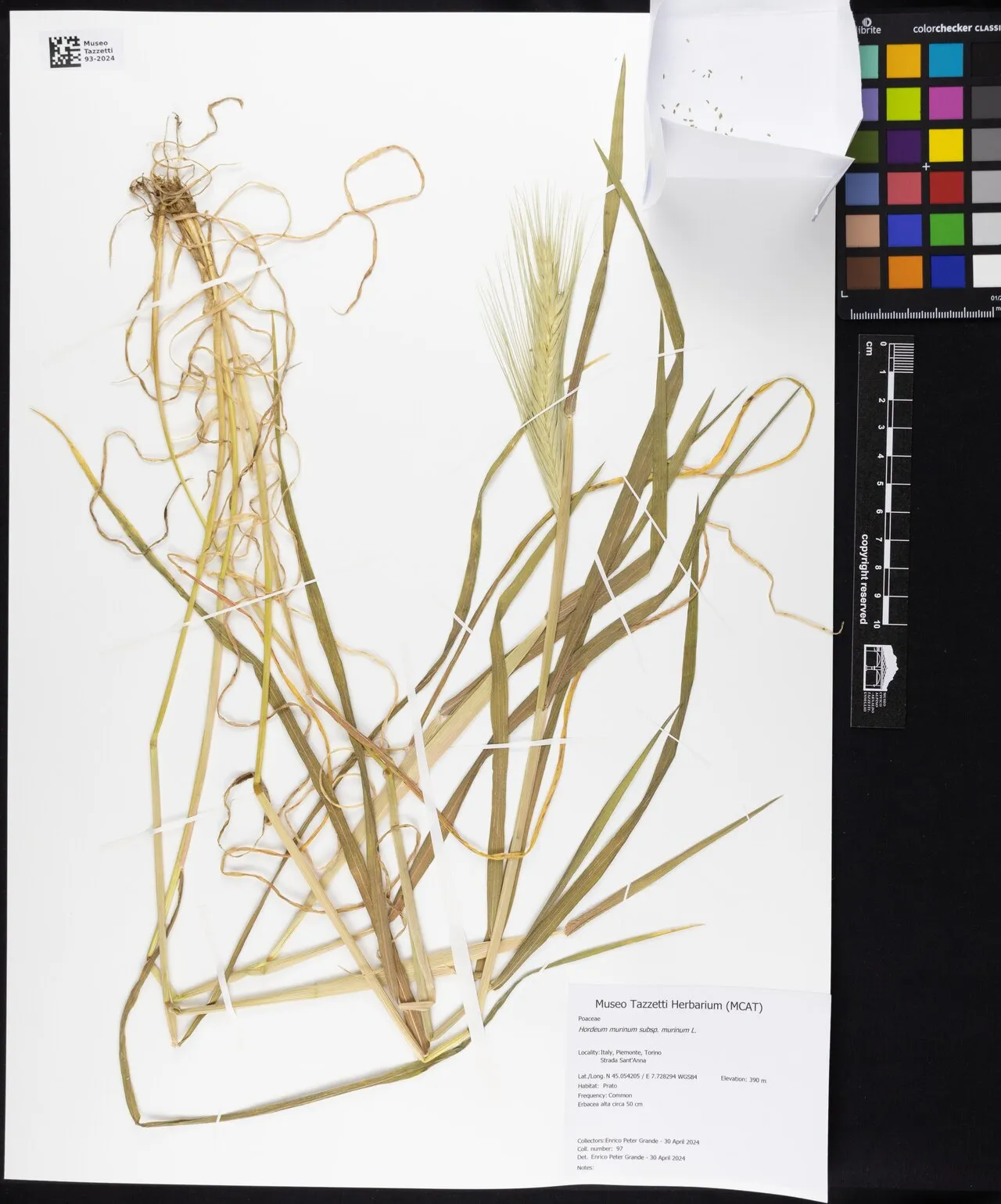 Wall Barley (subsp. murinum) — photo by Epgrande