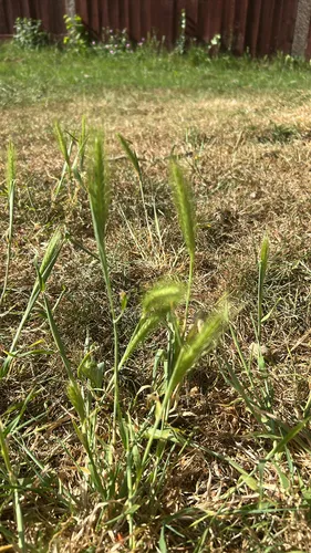 Mouse Barley — photo by harryvideoz