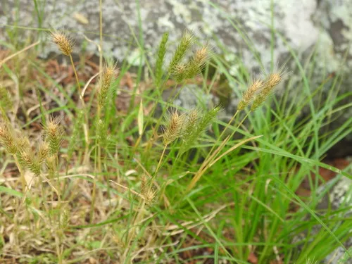 Little Barley