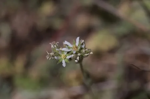 Border Horkelia