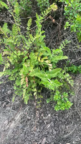 California Horkelia
