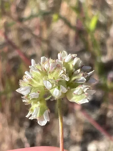 Sierra Horkelia — photo by Joanna W. Greenwood