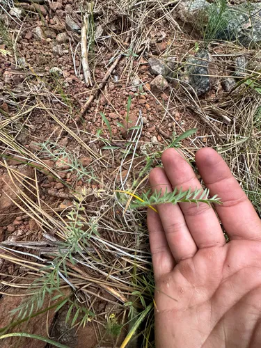 Carrotleaf Horkelia