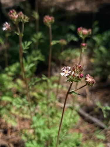 Pinewoods Horkelia — photo by luisrubioaguilar