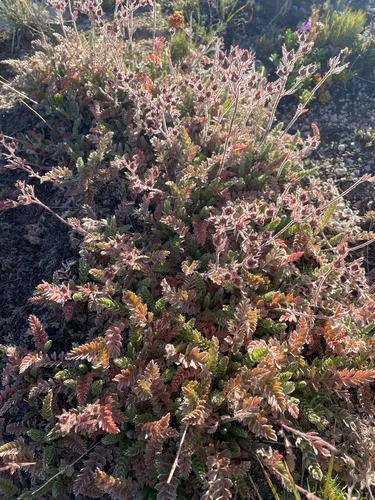 Henderson's Horkelia