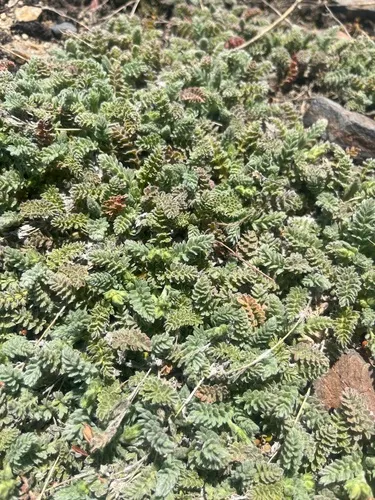 Kern Plateau Horkelia