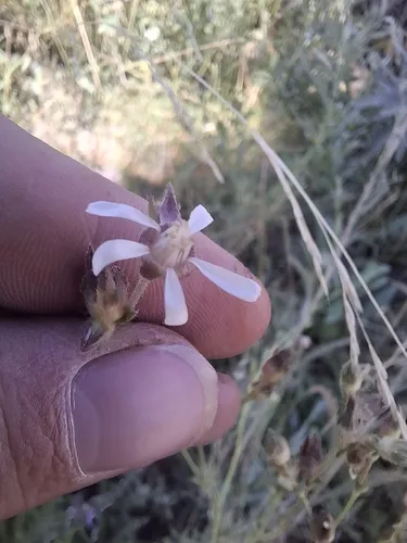 Purple False Horkelia — photo by John Kelly