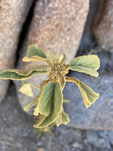 Newberry's Velvetmallow