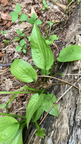 Narrowleaf Plantain Lily