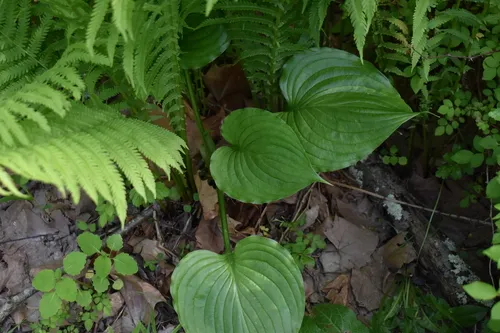 Fragrant Plantain Lily
