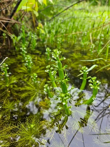 American Featherfoil — photo by Patricia Butter