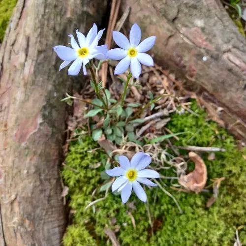 Azure Bluet