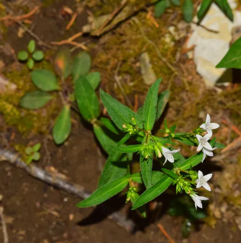 Canadian Summer Bluet