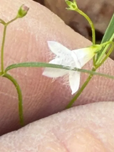 Ouachita Bluet — photo by tallpaultheforester