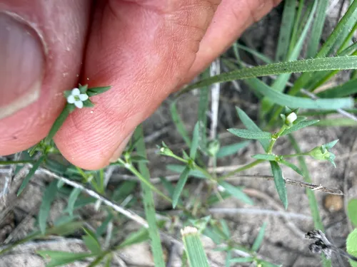 Greenman's Bluet