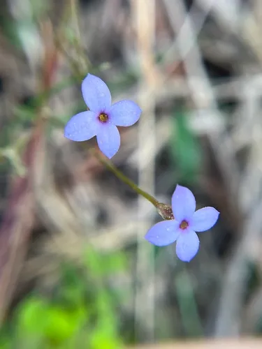 Tiny Bluet — photo by aljnrn