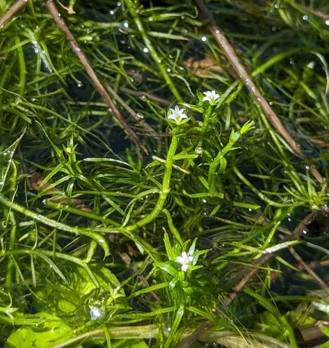 Water Howellia — photo by wetlandwanderer