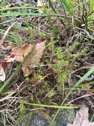 Mountain Goldenheather