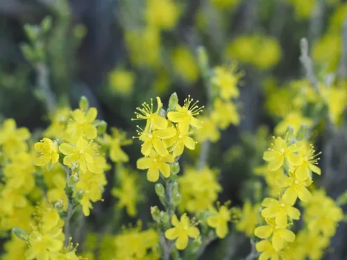 Woolly Beachheather